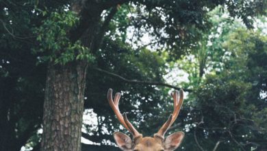 Photo of What to Know Before Moving to the Woods